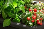 noa potager sur pied living noir